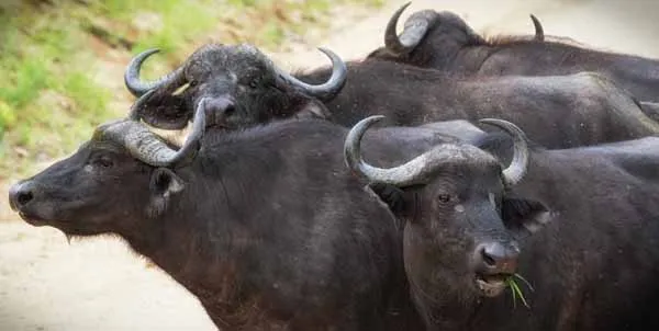 Buffalo cow